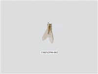 藏品(蟻蛉66)的圖片